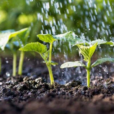 Maximizing Plant Growth and Water Efficiency: A Guide to Arduino-Based Irrigation Systems