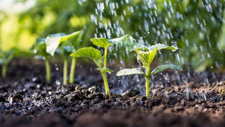 Maximizing Plant Growth and Water Efficiency: A Guide to Arduino-Based Irrigation Systems